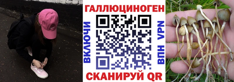 Купить  Каменногорск  Галлюциногенные грибы Psilocybine cubensis 